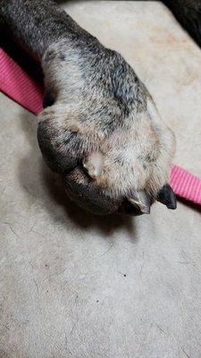 K-9 Behavior Boarding & Training Facility