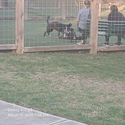 Nice dog park
