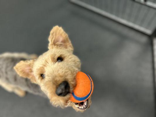 Dogtopia of West Frisco