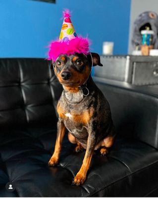 Highlands Animal Care