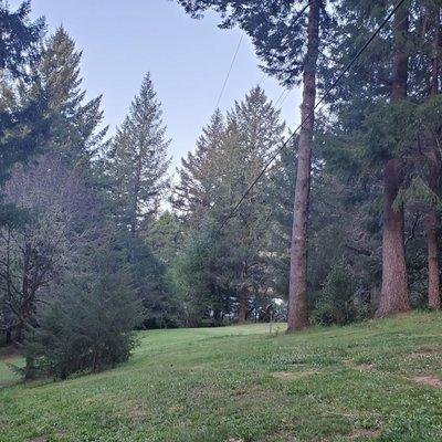 Western Pacific Tree Service