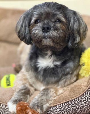 Providence Veterinary Hospital - East Patient