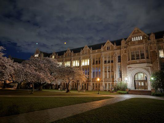 Cherry Blossoms @ University of Washington