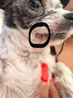 Pet Paradise Grooming Salon