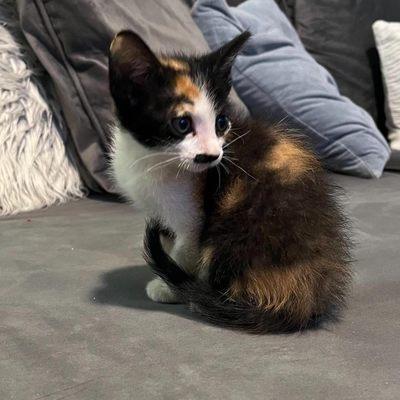 Too Cute Kitten Rescue