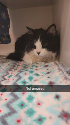 East Central Veterinarians