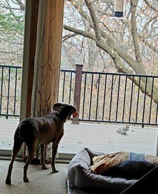 My dog, Super Bee, enjoying the new deck.
