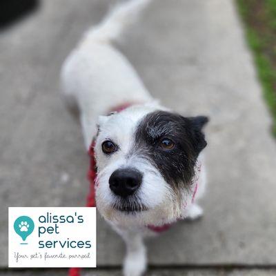 Alissa's Pet Services