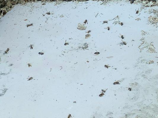 Aura Luxe Management