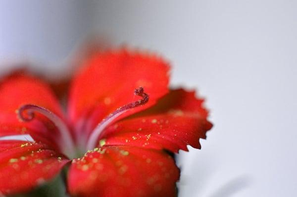 Elemental Acupuncture