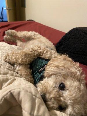 The Animal House Groom and Board