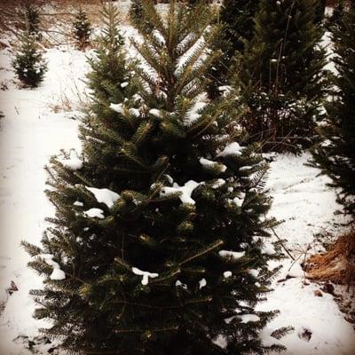 Weber's Christmas Forest