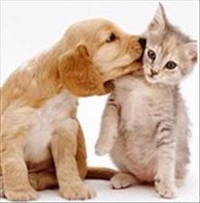 Animal Alternatives Integrative Health Care