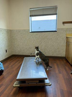 Livonia Veterinary Hospital