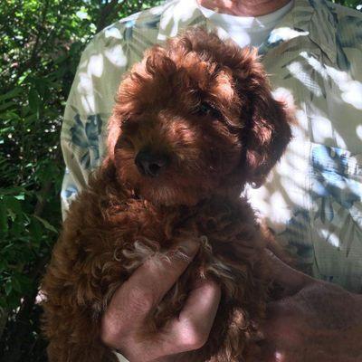 Kents Hill Australian Labradoodles