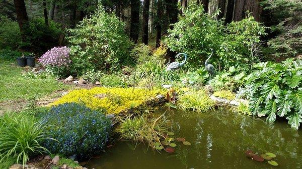 Pond in Bailey's backyard, set in the redwoods. Designed and built by Jim.