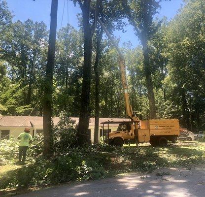 Piedmont Tree Services