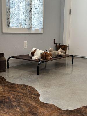 Blue Moon K9 Training