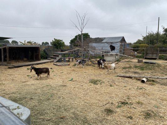 The goats playground