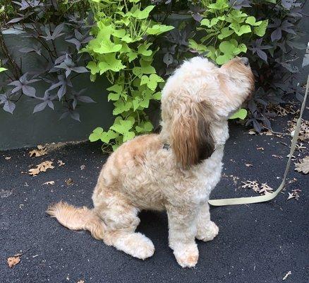 Grooming On Broadway