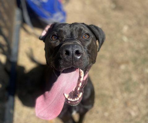 Wise Choice Pet Services