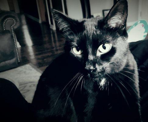 Schererville Animal Control & Shelter