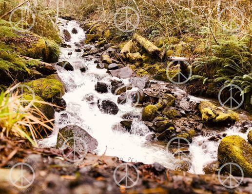 Wild Peace Photography