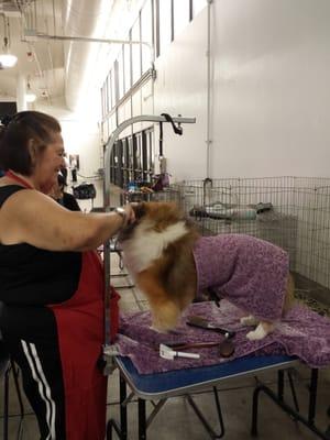 Hawaiian Kennel Club Dog Show