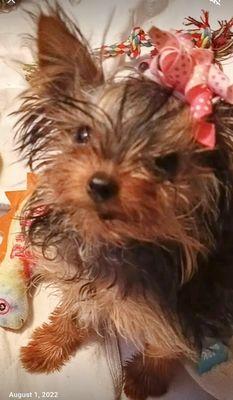 Boutique of Handmade Bows