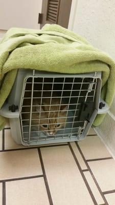 Arapaho Road Animal Clinic