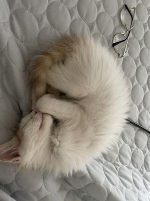 Pain Removal Service