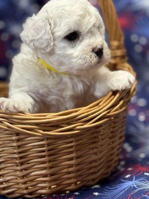 Puppy Luver Bichon’s