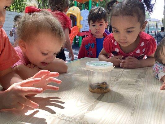 Analyzing caterpillars