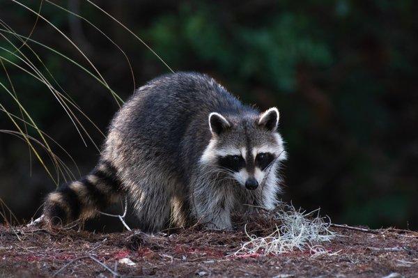 Verminx Pest Control