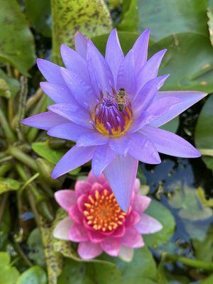 The Aquaponics Place