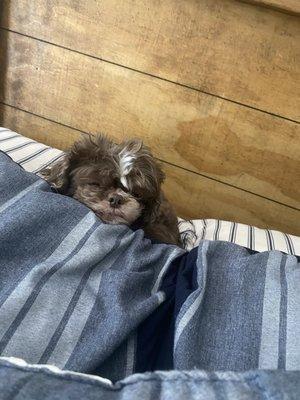 Greggs Animal Hospital