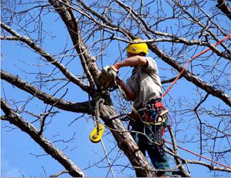 All Clear Tree Service