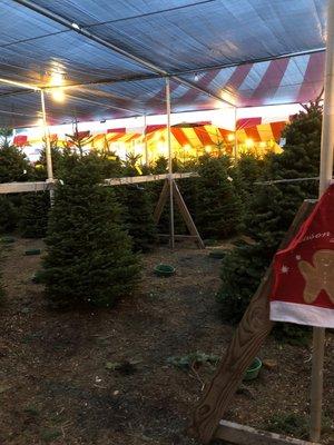 Big Wave Dave's Christmas Trees & Pumpkin Patch