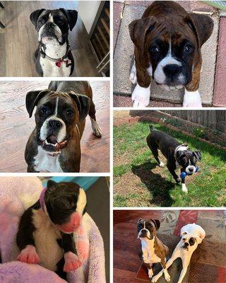 Premier Pet Professionals