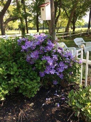 Clematis we grow at our nursery
