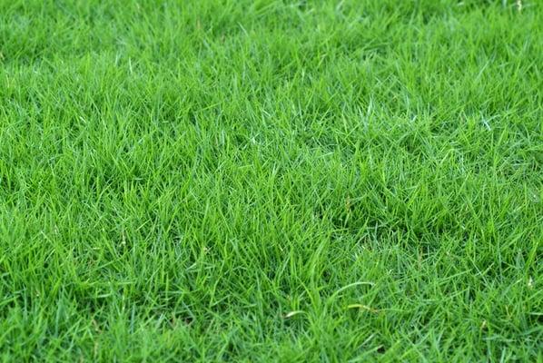 Lawn Aeration Plus