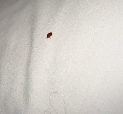 Bed bug