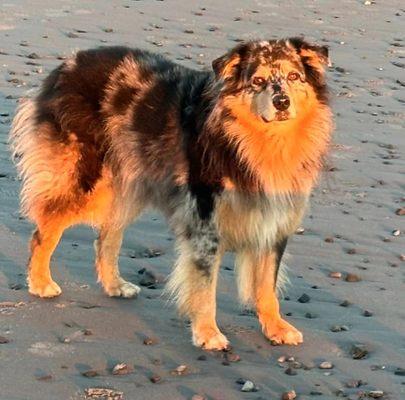 Holistic Animal Healing Clinic