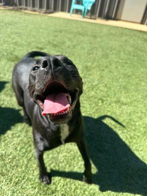 The Dawg House Playground & Salon