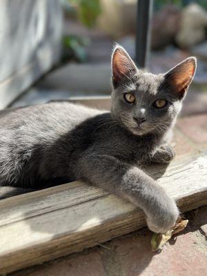 Colton Animal Hospital