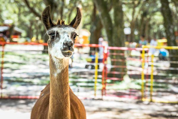 Green Meadows Petting Farm