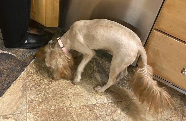 Dog shaved (after grooming