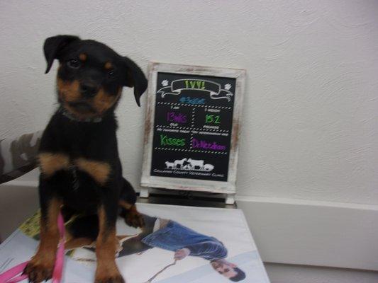 Callahan County Veterinary Clinic