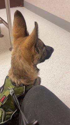 Seneca Animal Hospital