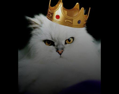 Your pet is treated like royality!